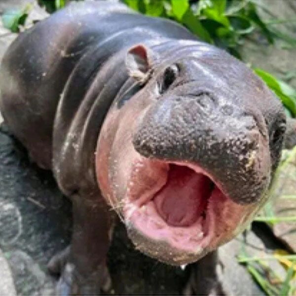 Studio Art Diamond Painting Full Coverage "Hippo" (40cm x 40cm) Simple Studio Art