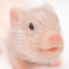True Heart Treasures Reborn Animals: Poppy The Pig Realistic Mini Silicone Newborn Baby Pig