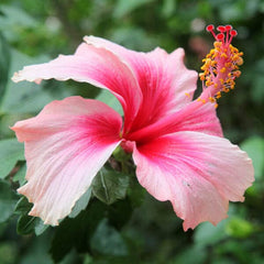 Scenabella "Sea Breeze" Femme Fragrance Hair & Body Mist Spray (100mL) Simple Exclusive