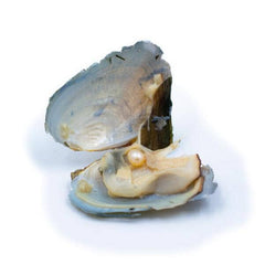 Hidden Gems Enchanted Pearl | BOGO 25% OFF Simple Showcase