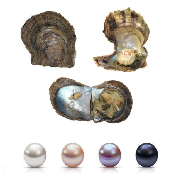 Hidden Gems Enchanted Pearl | BOGO 25% OFF Simple Showcase