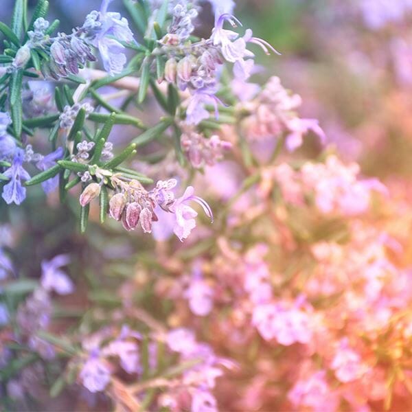 Simpleza™ Serums Rosemary Hair Oil (50mL) | Ships Mid November Preorder Showcase