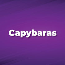 Capybaras