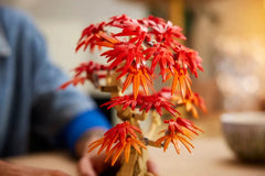 LEGO® Japanese Red Maple Bonsai Tree Showcase 