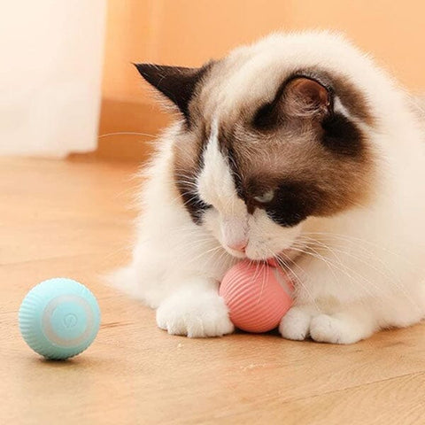 WhirlCatty: The Magic Ball Cat Toy | As Seen On TikTok! | Pre-Order