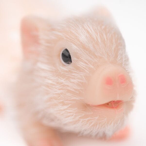 Reborn Animals: Poppy The Pig  Silicone Newborn Baby Pig