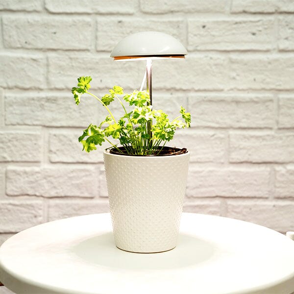 Grow-Pho: USB Powered LED Grow-Light for House Plants Simple Showcase 